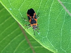 Lygaeus kalmii