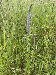 Lobelia fenestralis