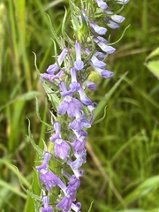 Lobelia fenestralis