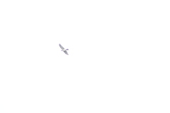 Accipiter