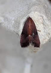 Galgula partita