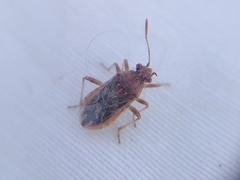 Rhopalidae