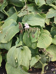 Hosta