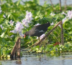 Gallinula chloropus meridionalis