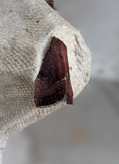 Galgula partita