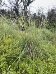 Muhlenbergia