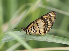Byblia anvatara