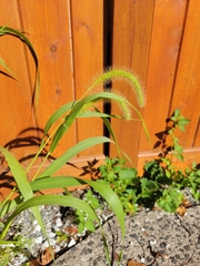 Setaria faberi
