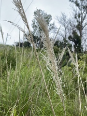 Muhlenbergia