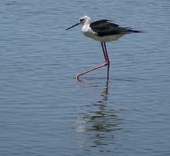 Himantopus himantopus