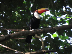 Ramphastos toco