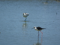 Himantopus himantopus