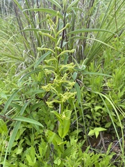 Habenaria novemfida