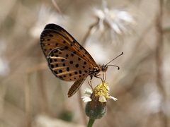 Pardopsis punctatissima