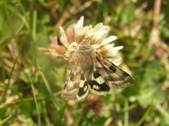 Heliothis ononis