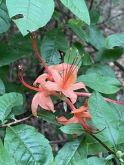 Rhododendron prunifolium