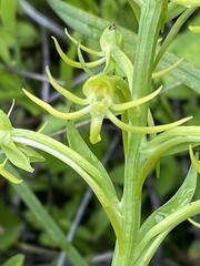 Habenaria novemfida