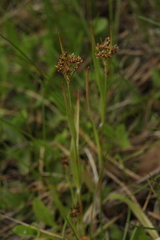 Luzula pallescens