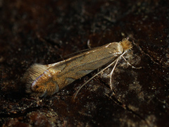 Phyllonorycter quercifoliella