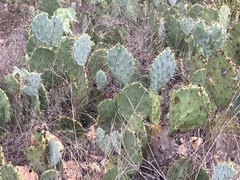 Opuntia lindheimeri