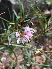 Grevillea sericea