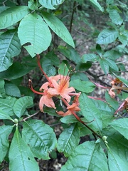 Rhododendron prunifolium