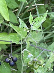Solanum nigrescens