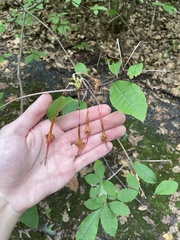 Rhododendron prunifolium