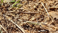 Geomantis larvoides