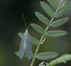 Chrysopa perla