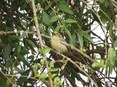 Pogoniulus chrysoconus