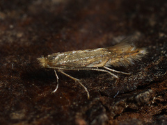 Phyllonorycter quercifoliella
