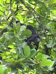 Alouatta pigra