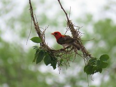 Anaplectes rubriceps rubriceps