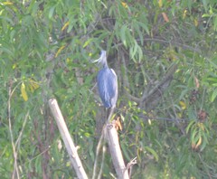 Egretta ardesiaca