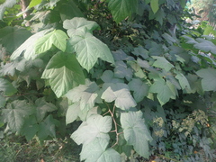 Rubus odoratus