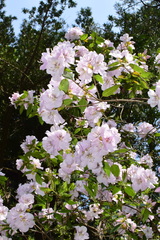 Rhododendron ovatum