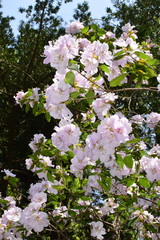 Rhododendron ovatum