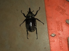 Dynastes tityus