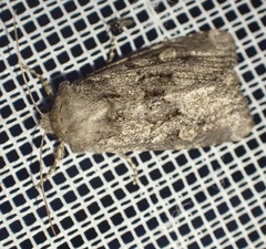 Luperina testacea