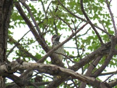 Campethera abingoni abingoni