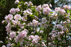 Rhododendron ovatum