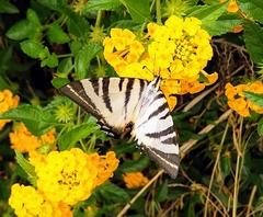 Iphiclides podalirius