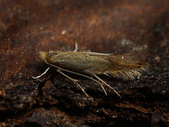Phyllonorycter quercifoliella