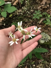 Doellingeria infirma