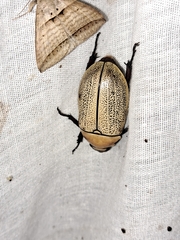 Heterosternus buprestoides