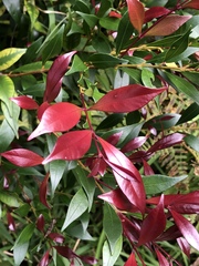Syzygium