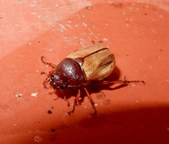Scarabaeidae