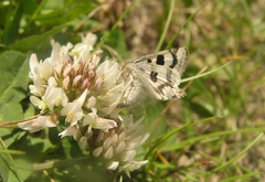 Heliothis ononis