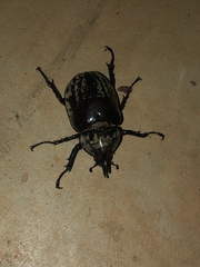 Dynastes tityus